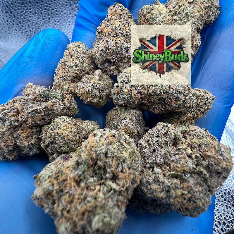 🇺🇸 Zoza WIZARD TREES