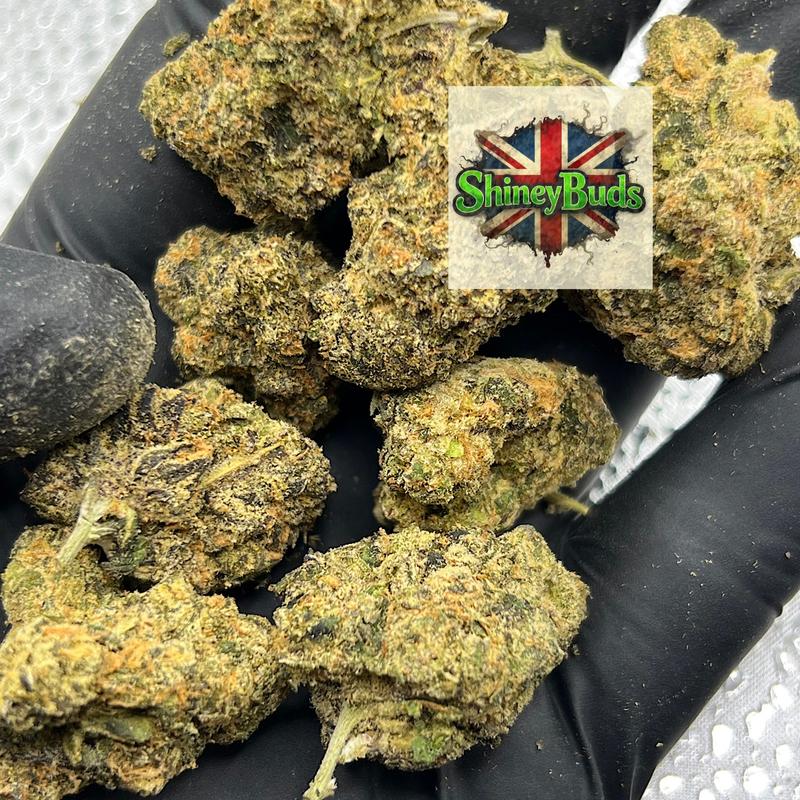 🇺🇸 Mystical Gelato