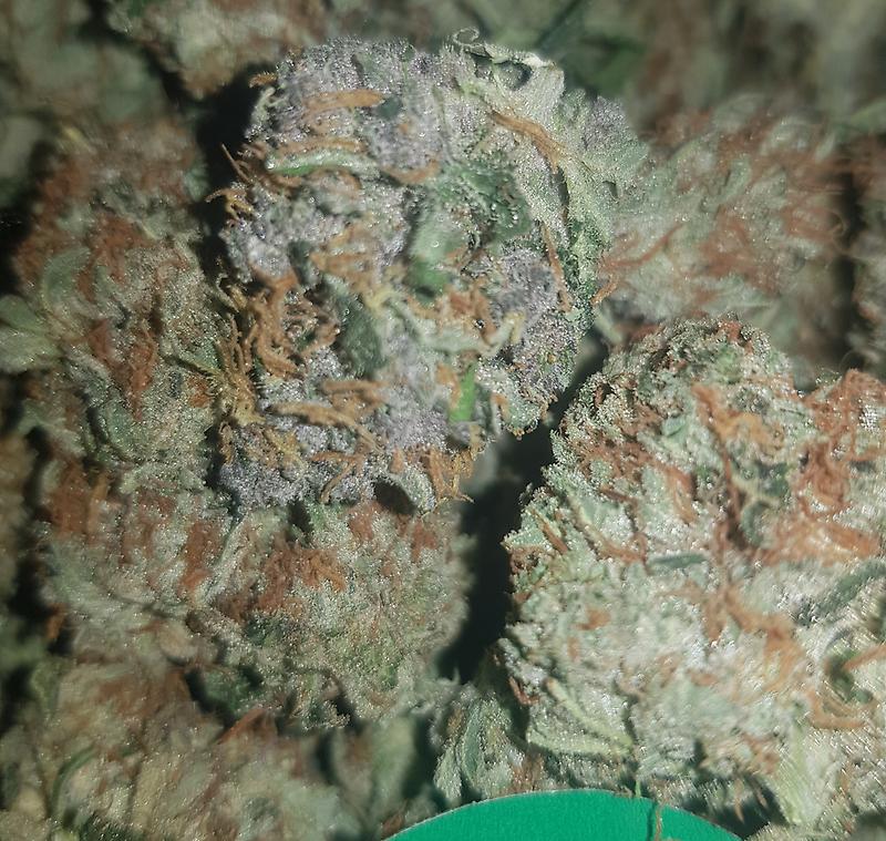 **WHITE DAWG - (FREE RM 1ST CLASS DELIVERY)**