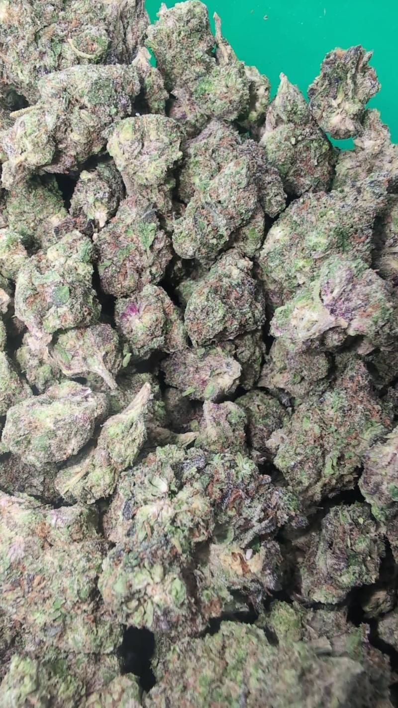 RAMBO EXOTICS - 10/10 BUD 🔥🔥🔥