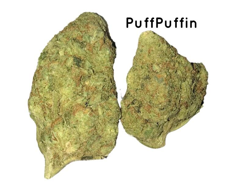 Gelato 41