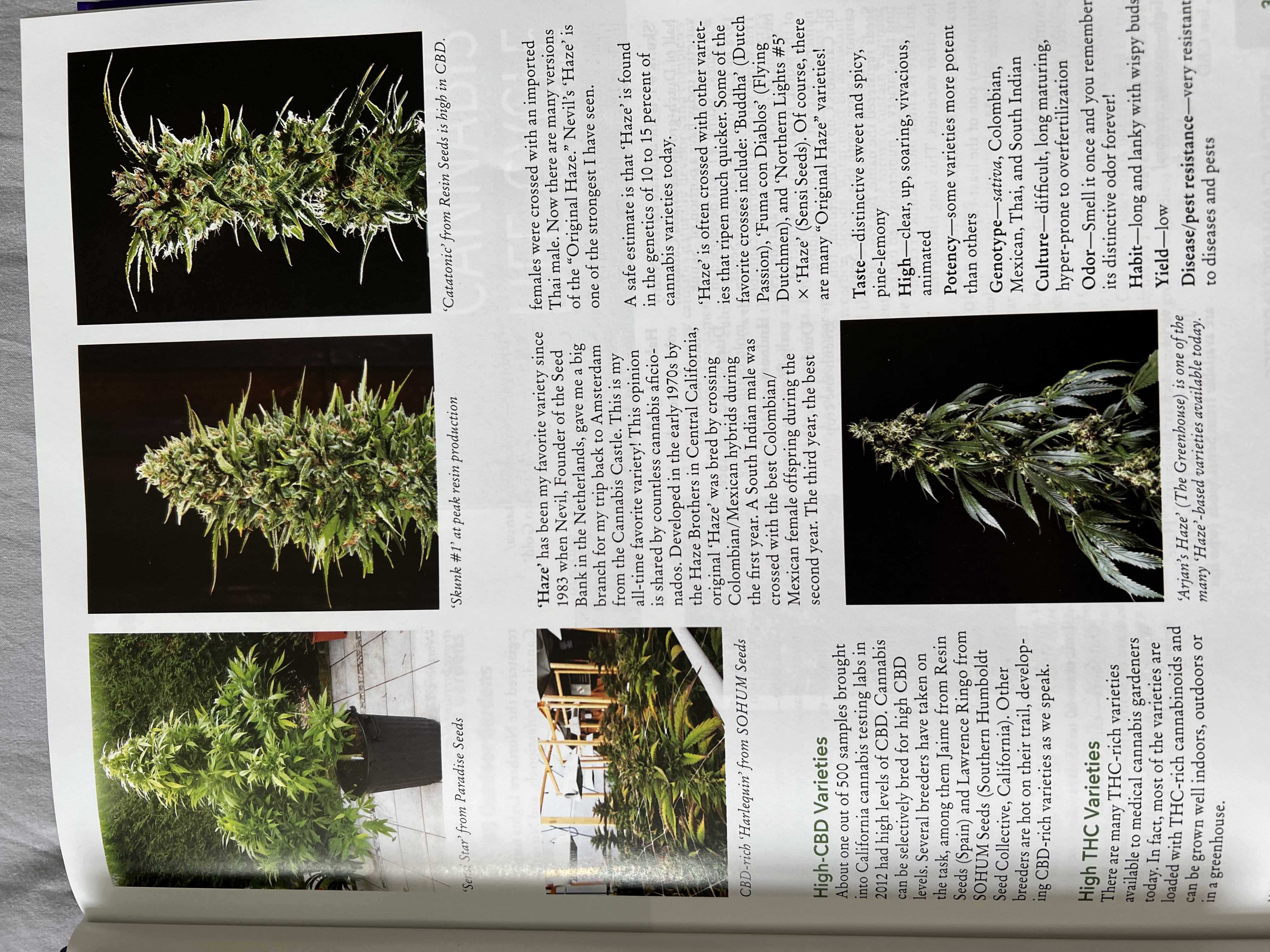 The Cannabis Encyclopaedia by J.C