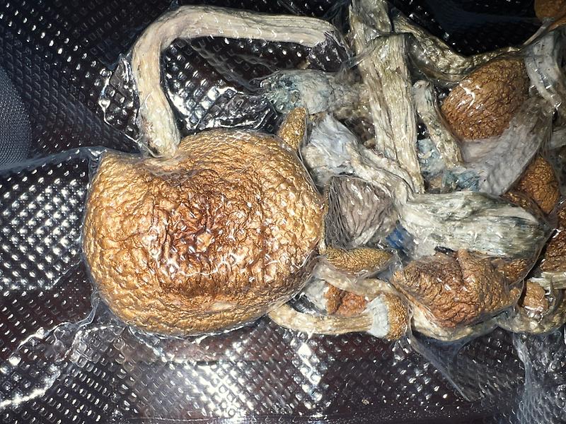 Magic Mushrooms: Stargazer