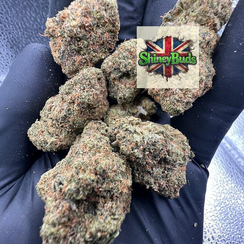🇺🇸 Project Z EXOTIC GENETICS