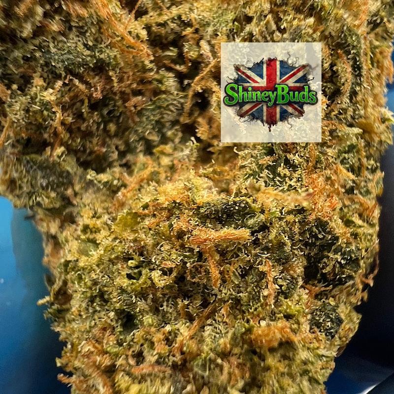 🇺🇸 Wizzy WIZARD TREES