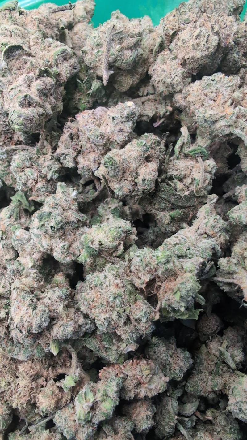 RAMBO Rainbow Sherbert 11 (RS11) Skunk 🍒🫐🍭