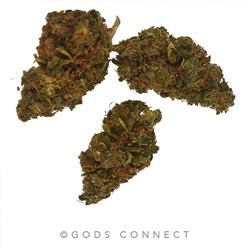 Disciple: Mint ChocChip- Sinmint Cookies X Green Ribbon