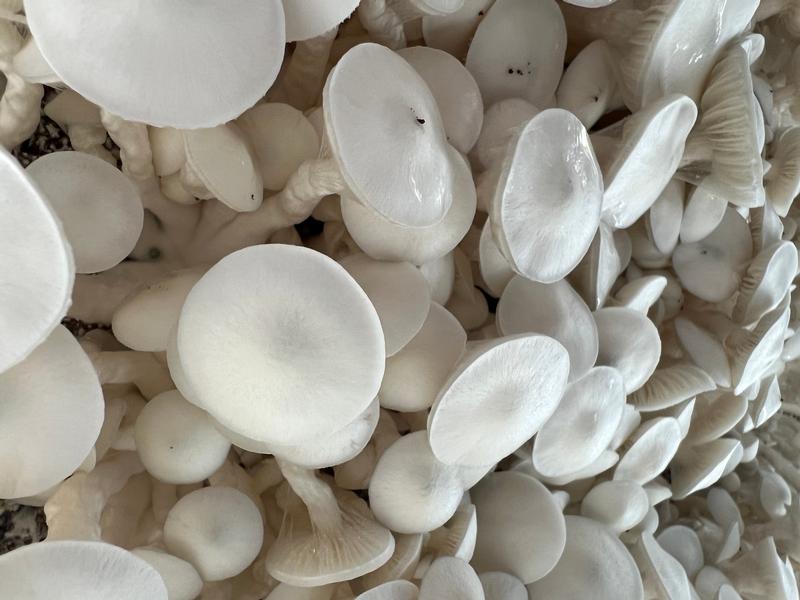 Magic Mushrooms: Wombat