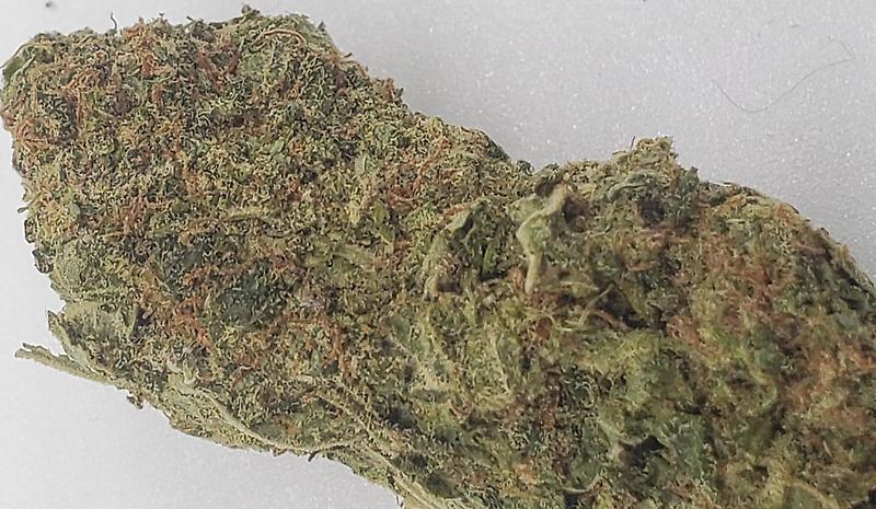 BLACKJACK (INDICA DOM)