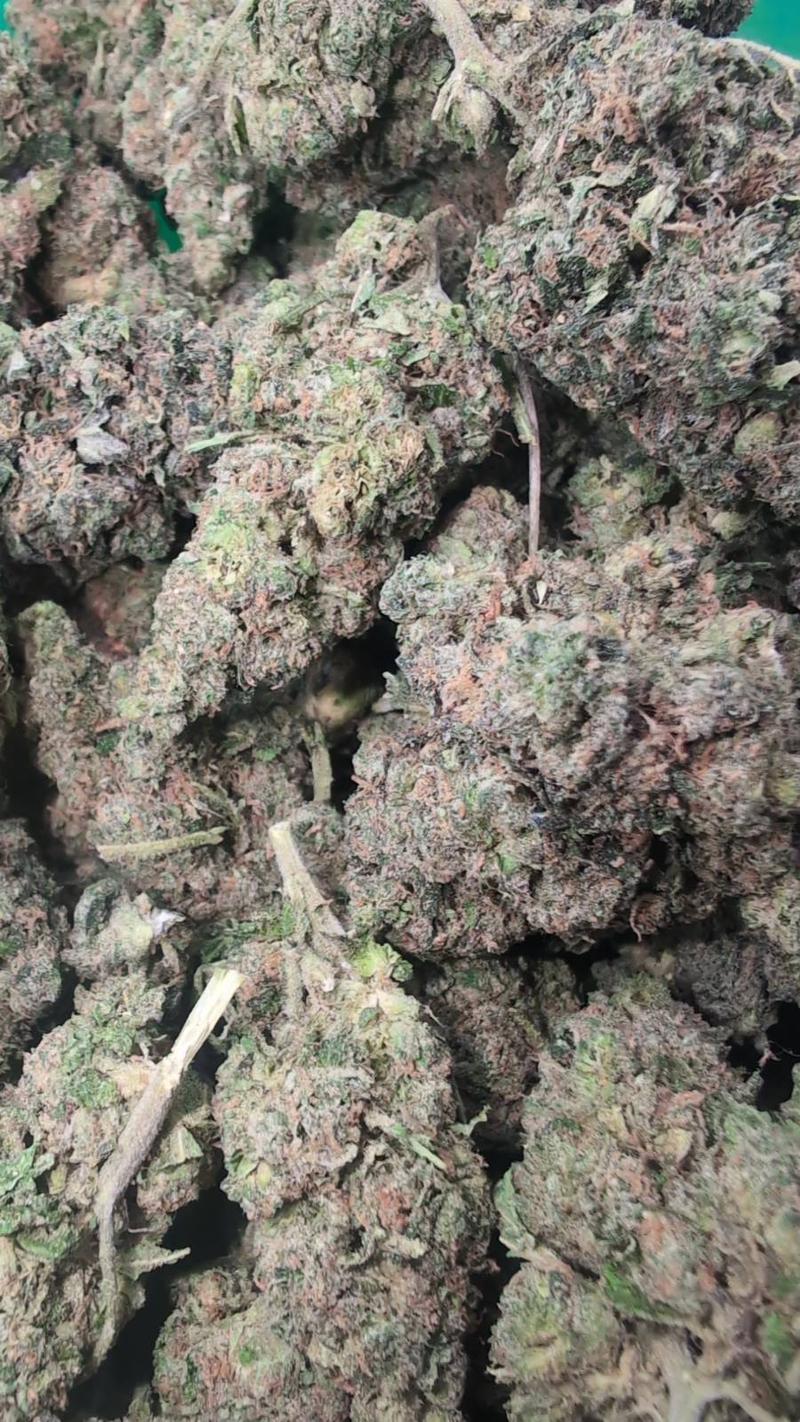 RAMBO PREMIUM BUD 🔥🔥