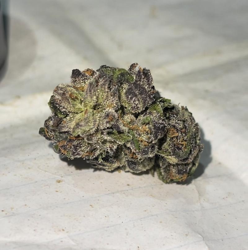 Starfighter x Alien Dog Cherry