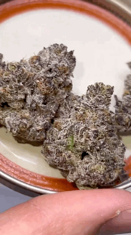 Rainbow Zangria Cutting/Clone