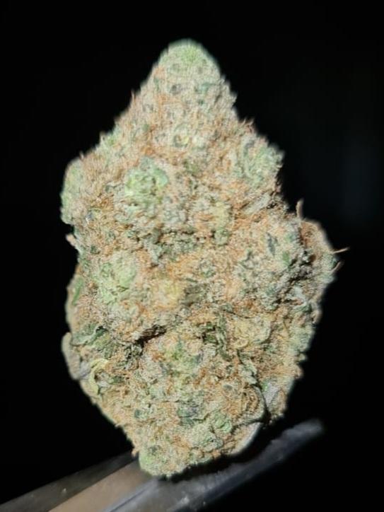 GREAT WHITE SHARK