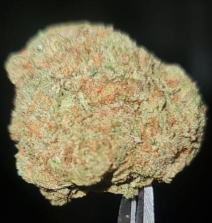 DOUBLE CROSS - INDICA DOMINANT