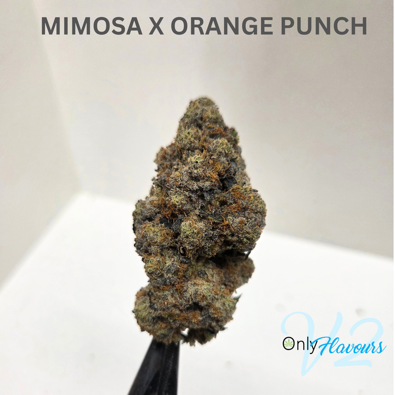 Mimosa x Orange Punch
