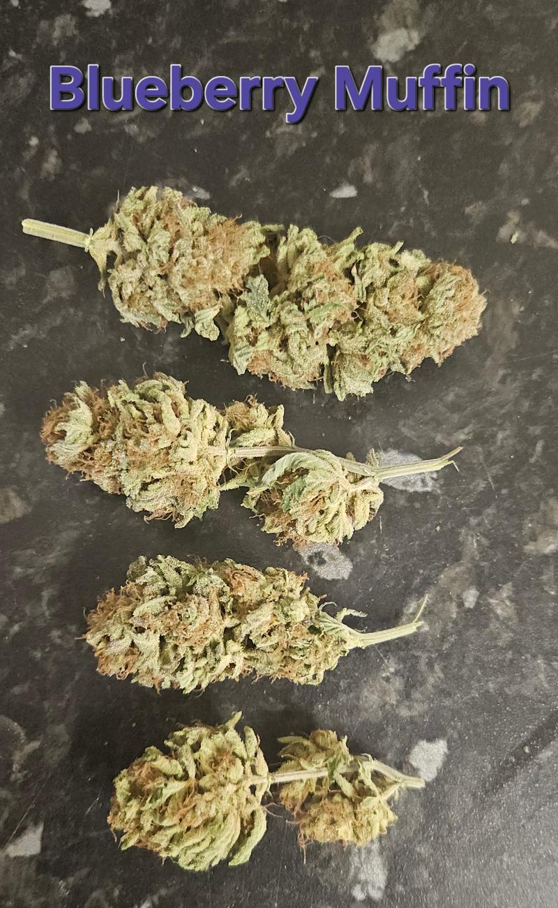 Blueberry Muffin