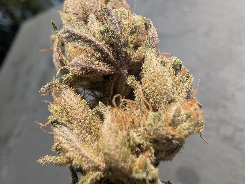 Artemis 1 ( Skunk)