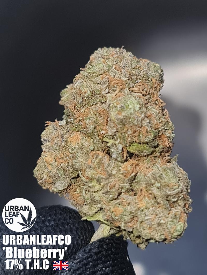 **BLUEBERRY - (FREE RM 1ST CLASS)**