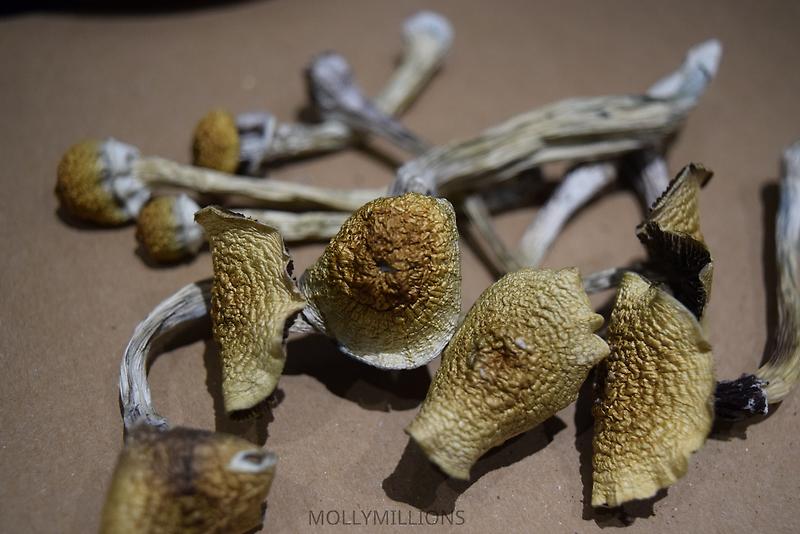 Golden Teachers - Magic Mushrooms
