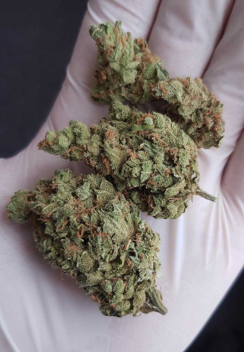**AMNESIA LEMON**