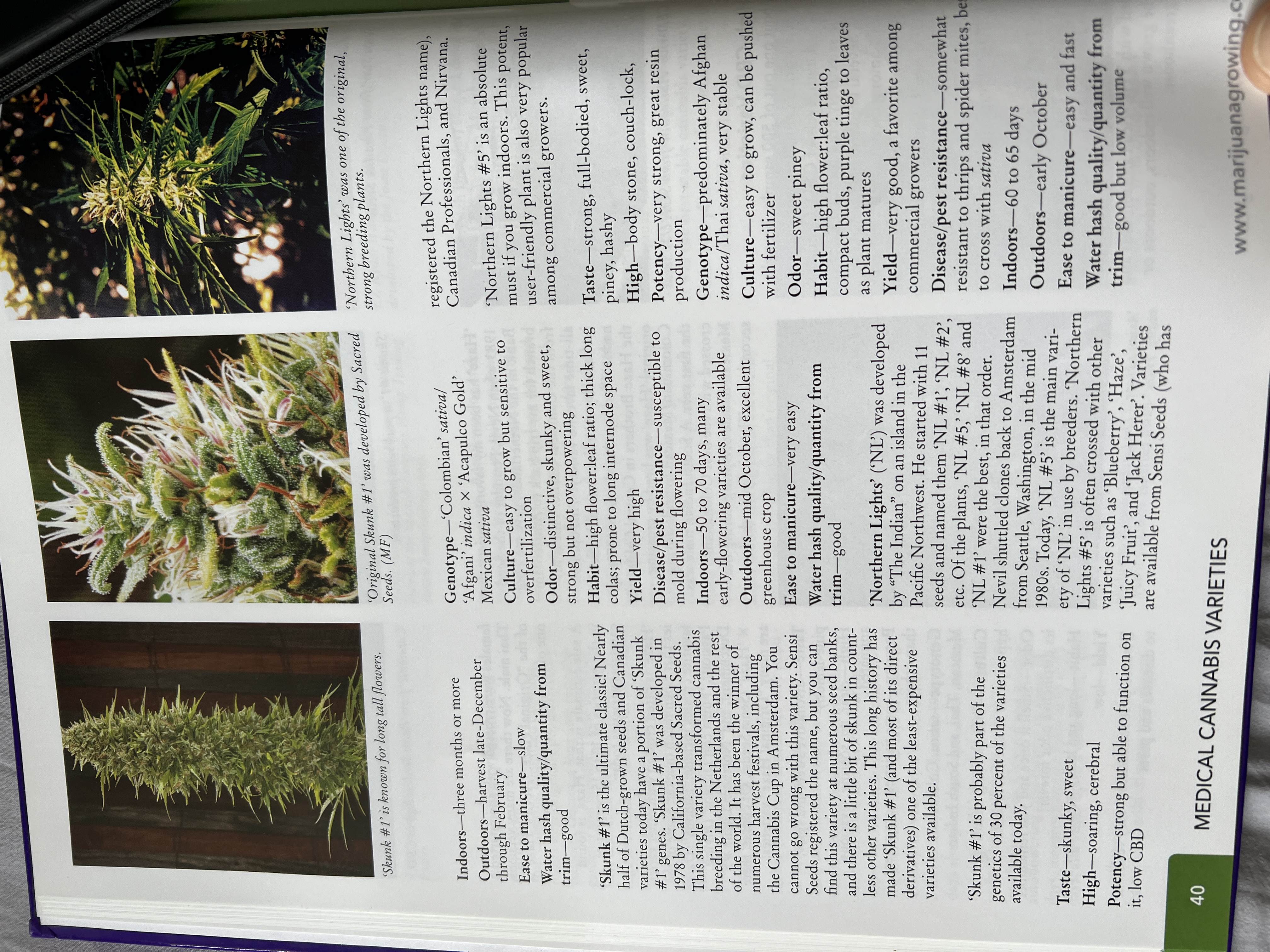 The Cannabis Encyclopaedia by J.C