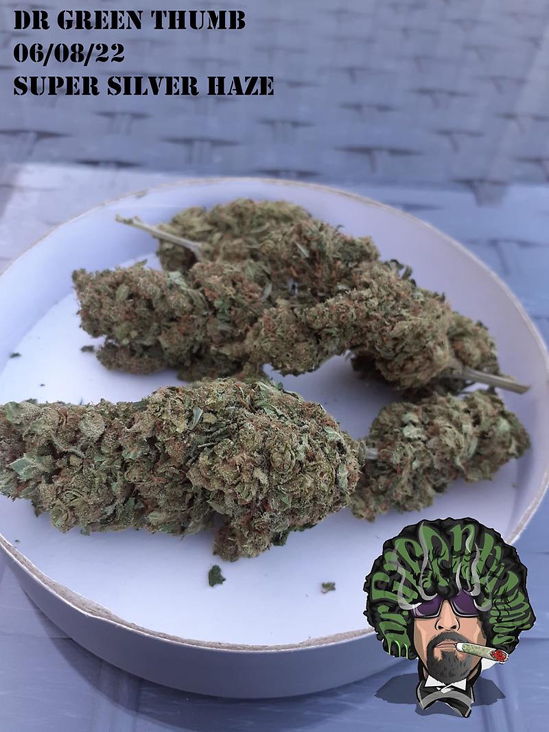 Super Silver Haze Grade A Top Self