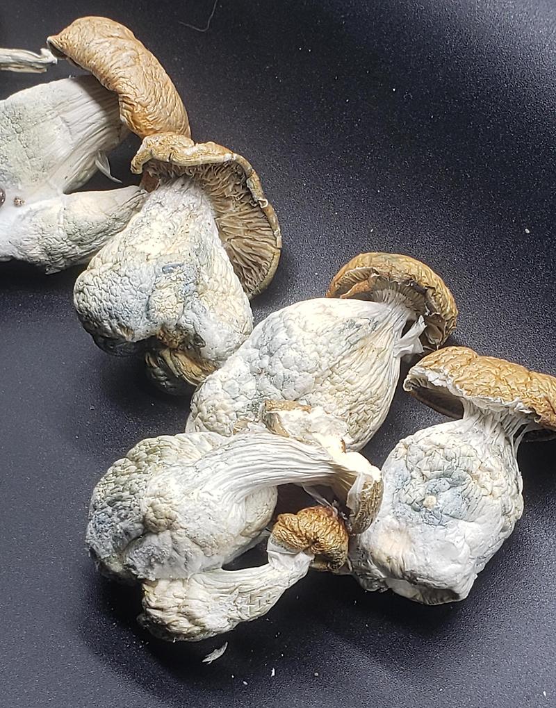HILLBILLY CUBENSIS (MAGIC MUSHROOMS)
