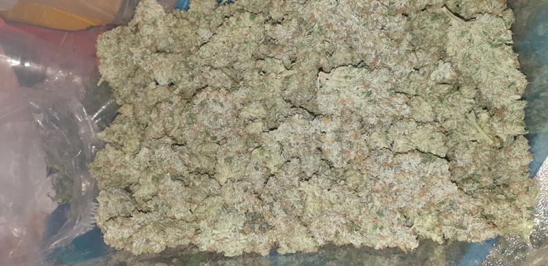 Bola Mintz - RozzyGrown