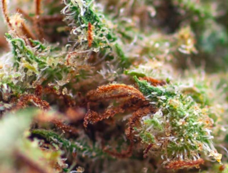 7g UK Variety Pack (3.5g Amnesia + 3.5g Northern Lights