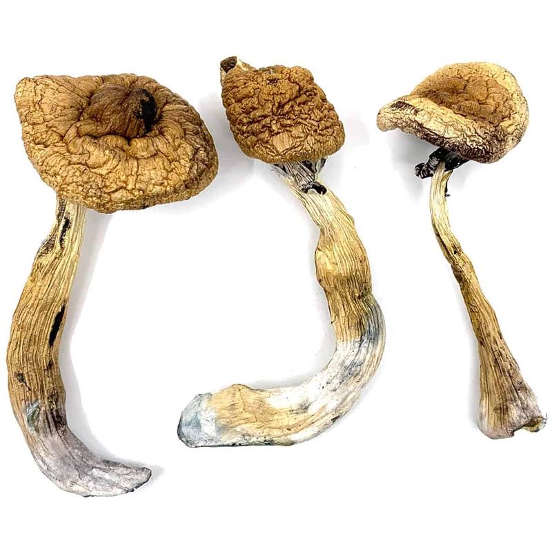 Golden Teacher Psychedelic Psilocybin Mushrooms