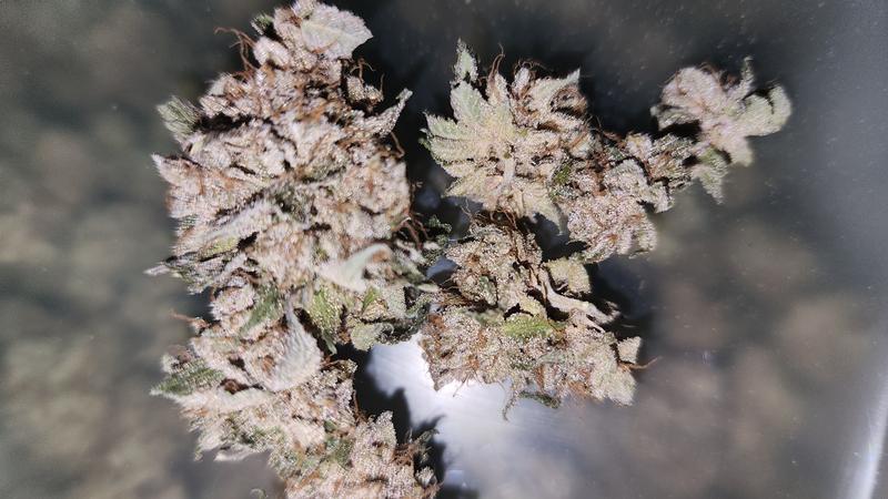 UK GROWN FLOWER