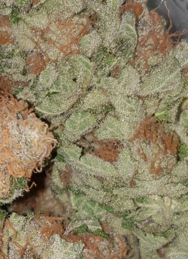 **CLUSTERBOMB - (FREE RM 1ST CLASS DELIVERY)**