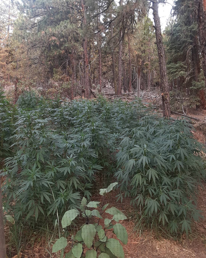 The Nature Farm Seeds