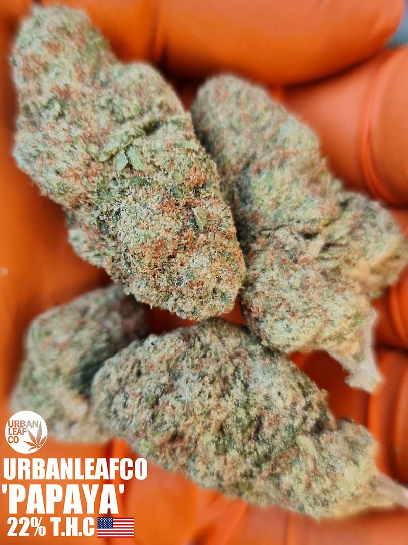 **PAPAYA - (FREE RM 1ST CLASS POST)**