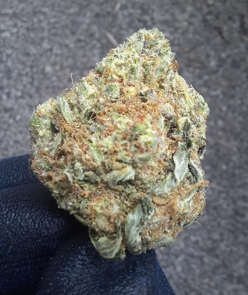 GREAT WHITE SHARK