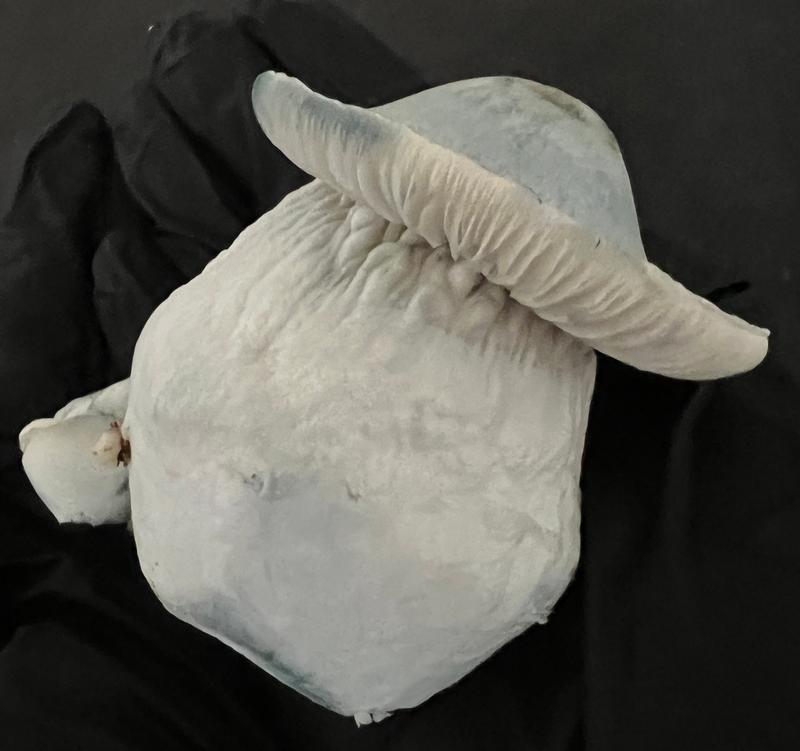 Magic Mushrooms: Yeti