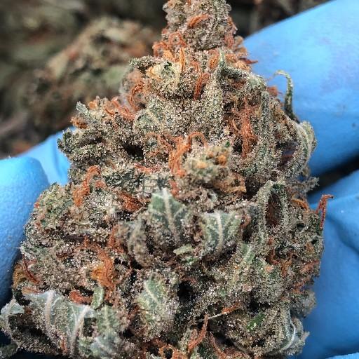 ORIGINAL SUPER SILVER HAZE - VERY FROSTY AND HUGE NUGS