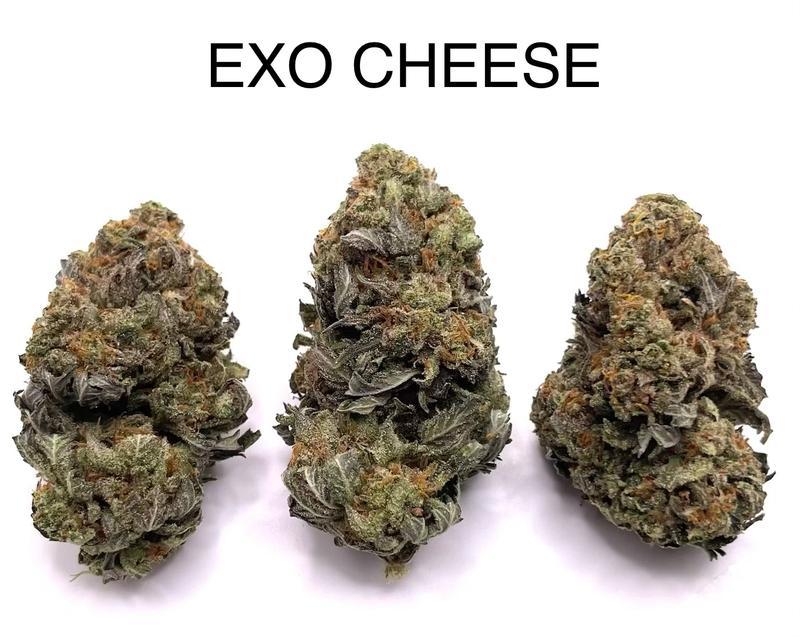 EXO CHEESE