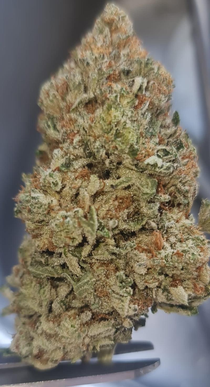 **WHITE DAWG - (FREE RM 1ST CLASS DISPATCH)**