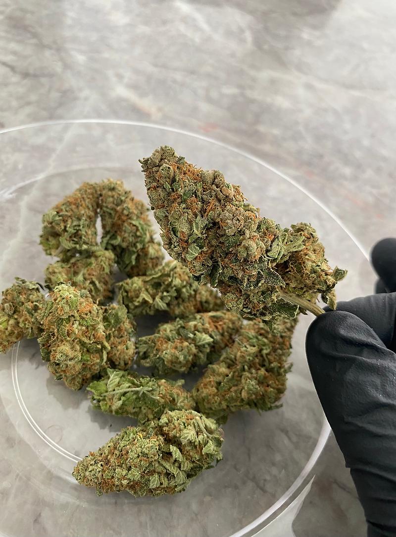 #WATERMELON 🍉 ZKITTLEZ 🍬#