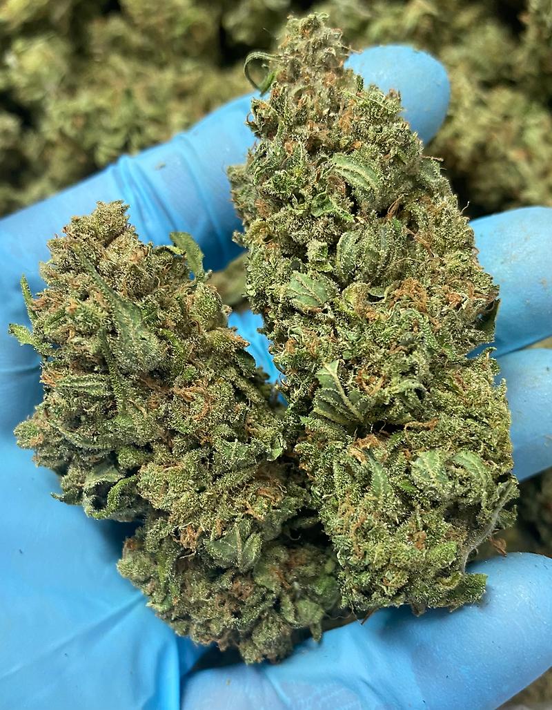 Juicy - Sweet - Skunky Super Silver Haze - Original S1