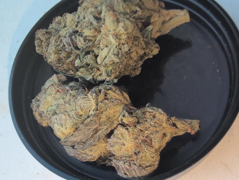 Z33 (Zkittlez x Gelato 33) UK TOP SHELF PREMIUM BUD