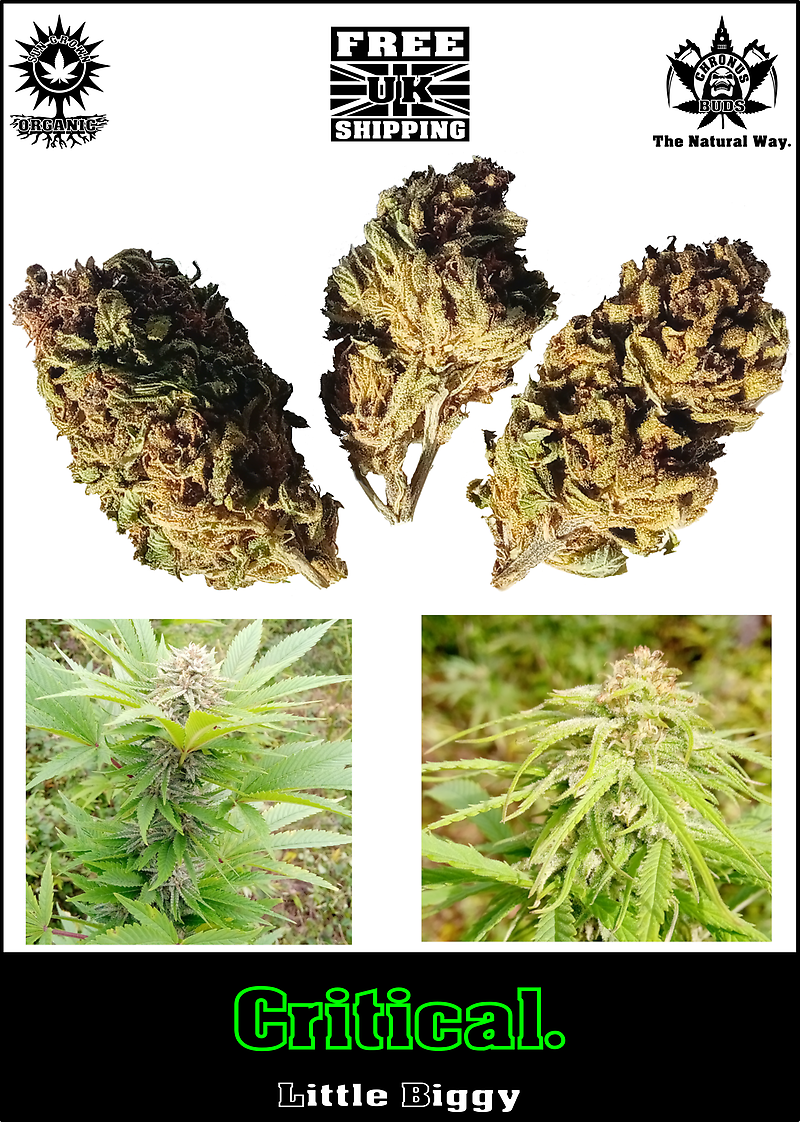 Critical: UK SunGrown Organic, Free UK Shipping.