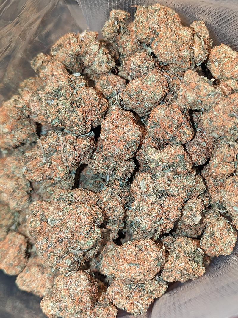 MANNY STARDAWG ⭐🐶