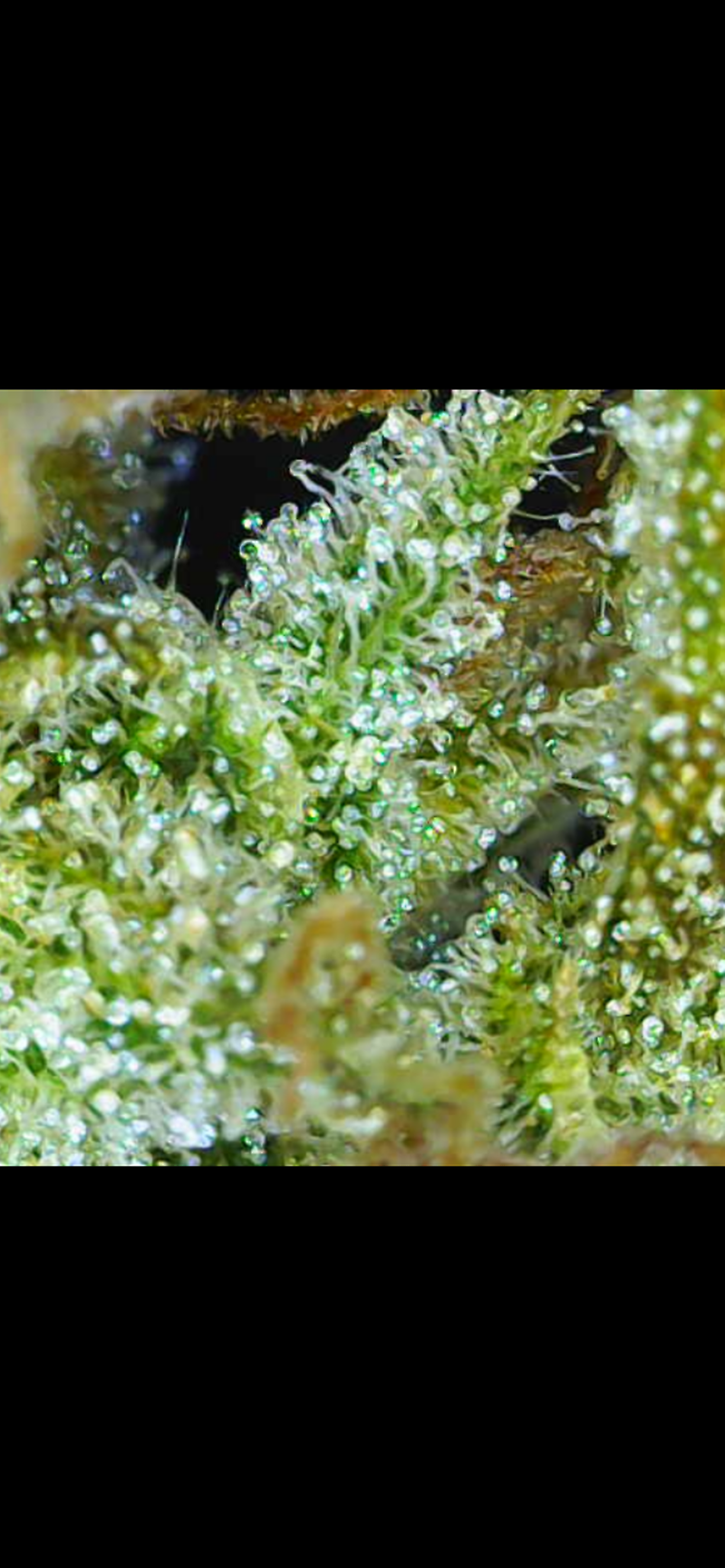 Grade A, Top Shelf, Super Lemon Haze