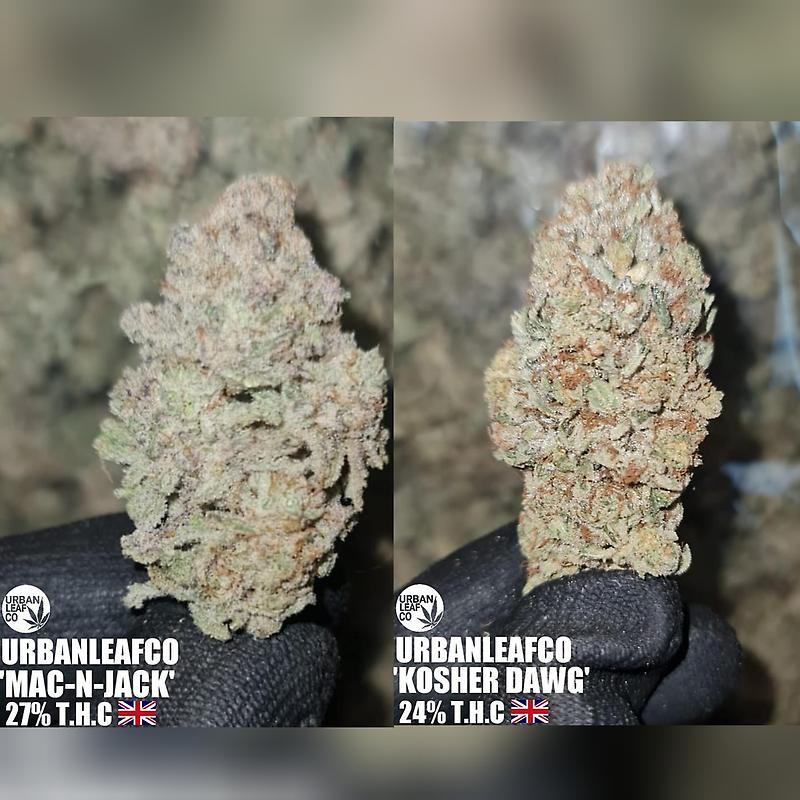 KOSHER JACK VARIETY PACK - UK