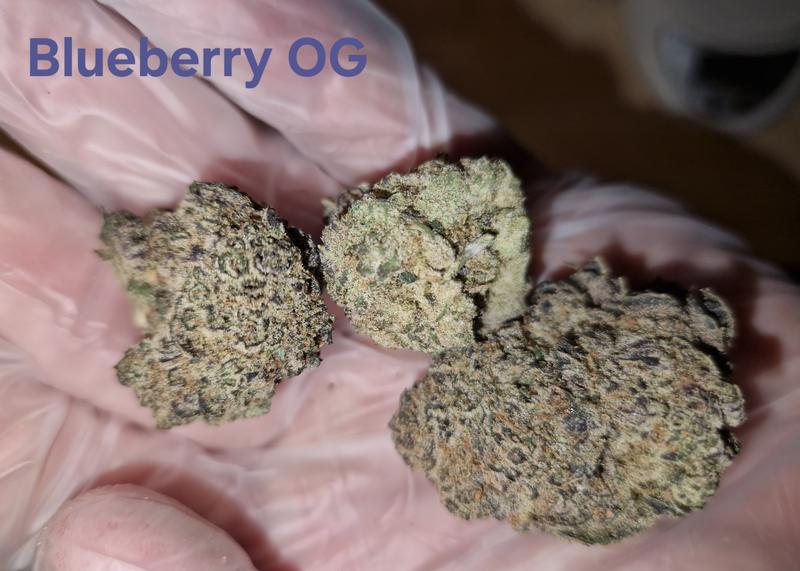 Make an oz for £160! ( Free T24 )