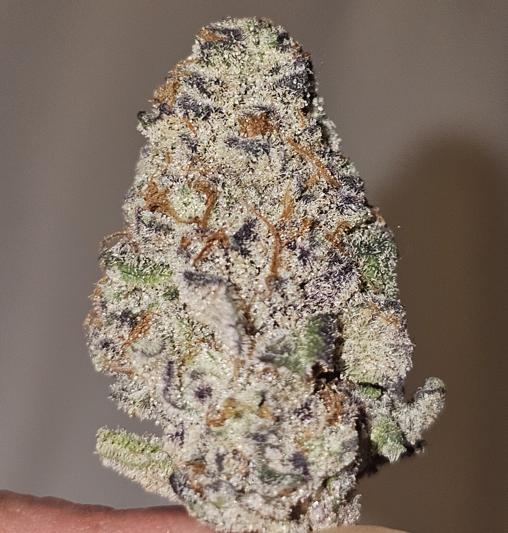 Glitter Bomb 3.5g Jars ✨️💣