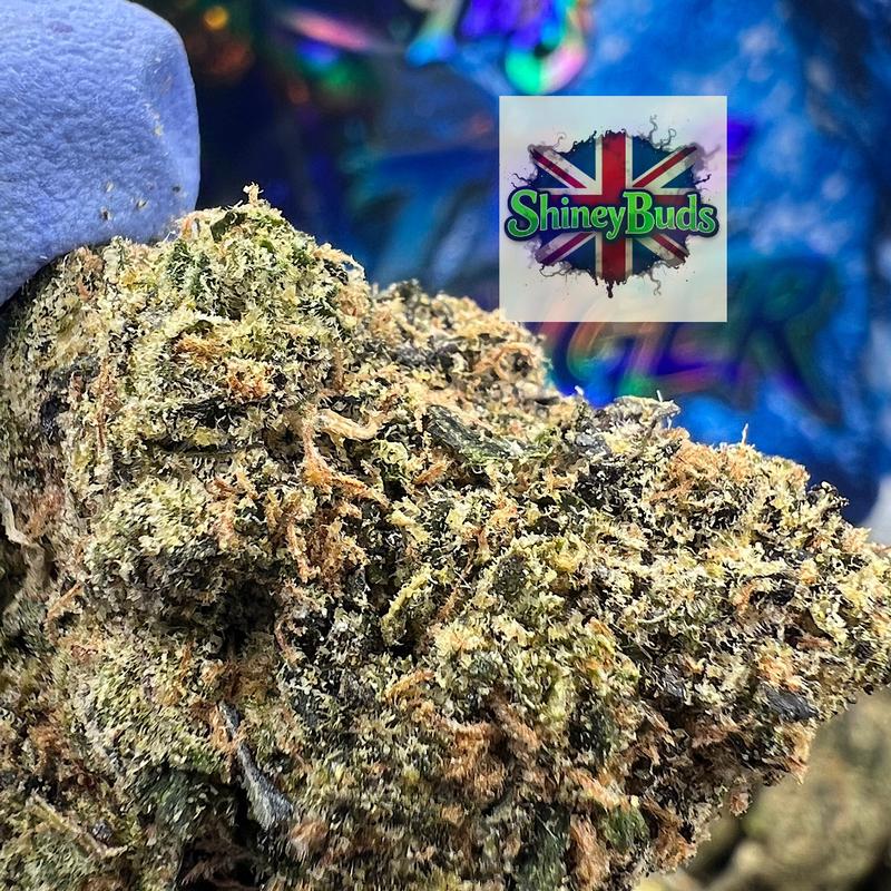 🇺🇸 Tide Banger 3.5g Pack WIZARD TREES