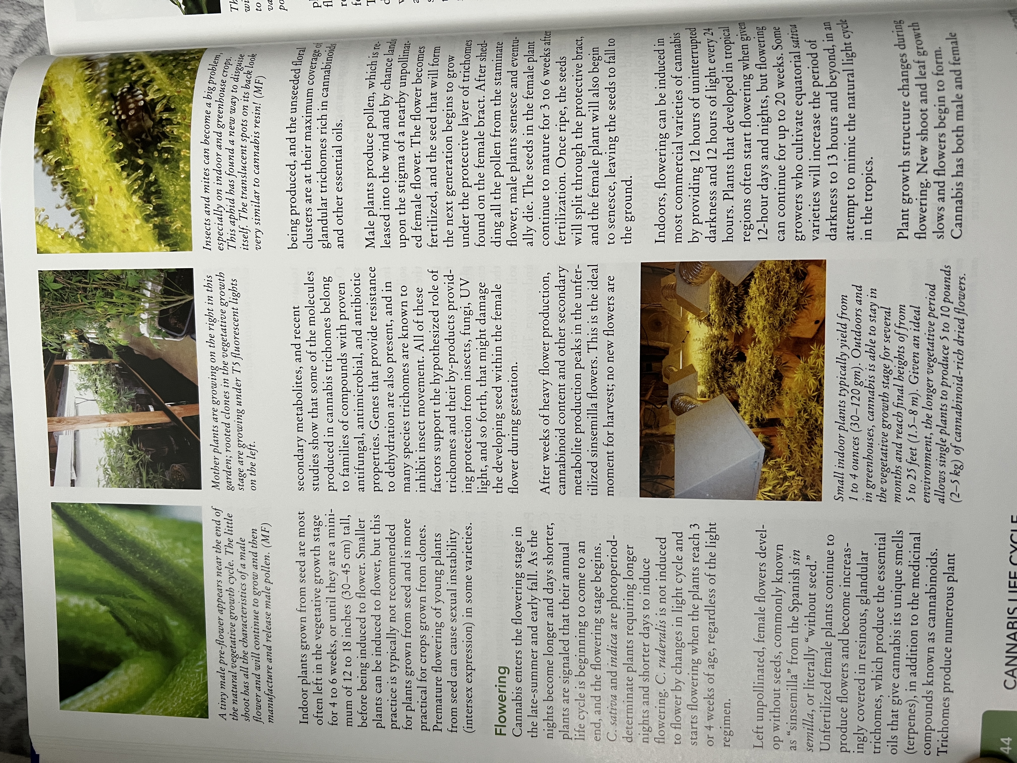 The Cannabis Encyclopaedia by J.C